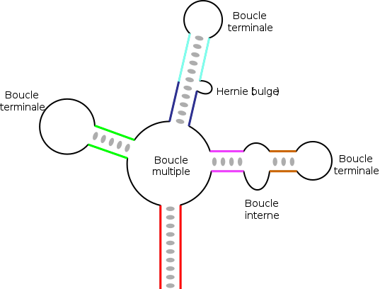 Topologie různých sekundárních struktur vyskytujících se v RNA.