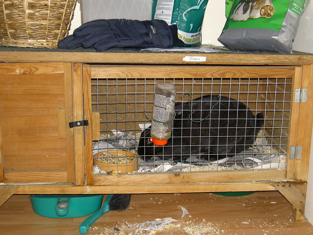 rabbit lives in hutch