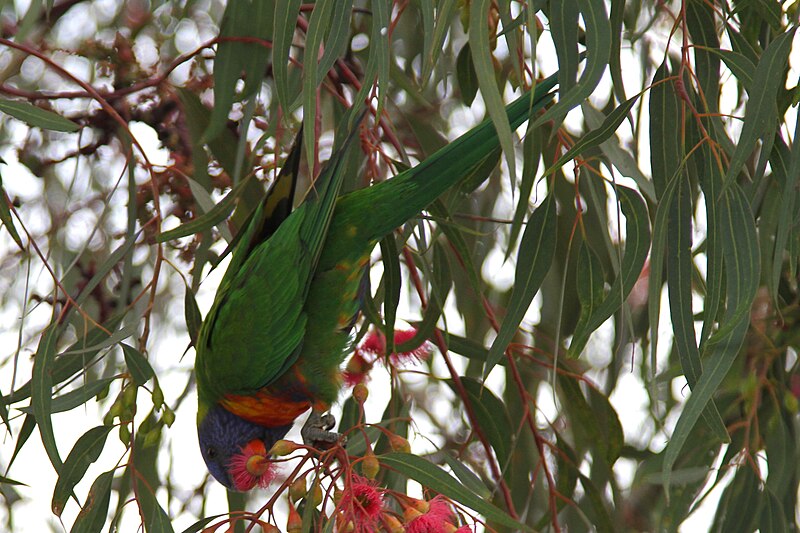 File:Rainbow Lorikeet (Trichoglossus moluccanus) at Adelaide Airport 2.jpg