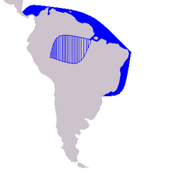 Ареал S. fluviatilis позначено вертикальними штрихами, темно-синім кольором позначено ареал S. guianensis