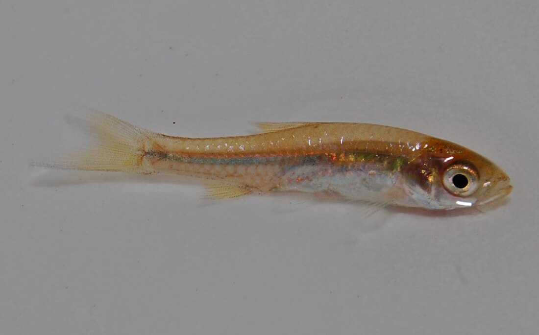 Rasbora argyrotaenia