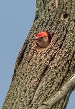 Thumbnail for File:Red-bellied woodpecker in nest in PP (63766).jpg