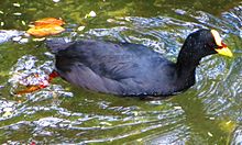 Красная лысуха (Fulica armillata) .jpg