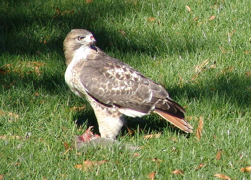 File:Red-tailhawk03-Copy.jpg