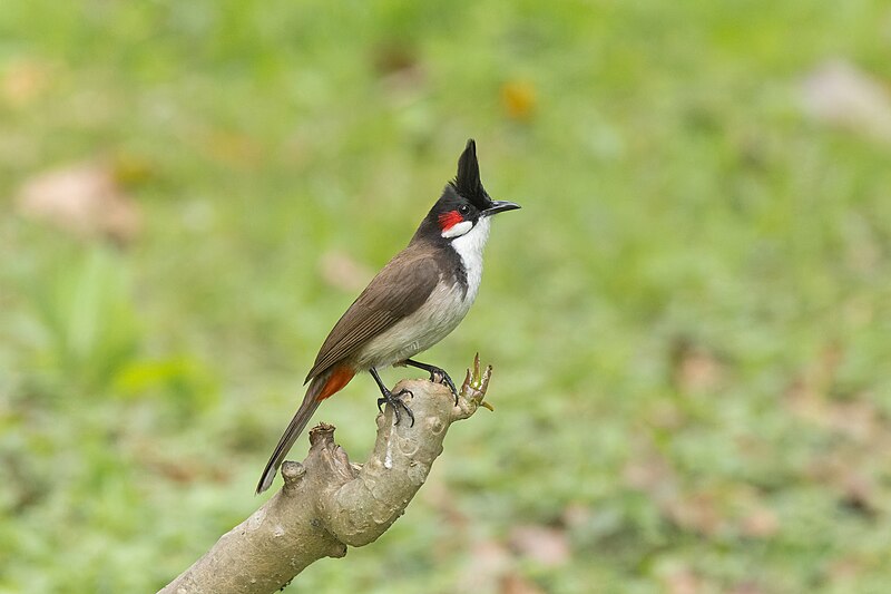 File:Red-whiskered bulbul 01.jpg