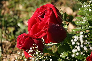 Rose (symbolism) symbol