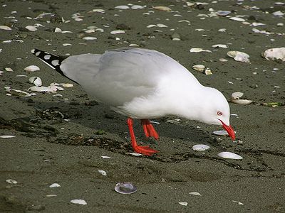 Red-billed gull