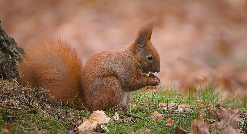 File:Red squirrel (45872692444).jpg