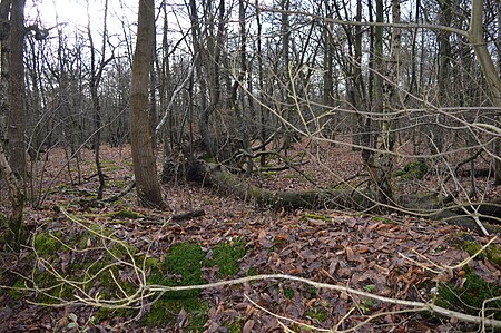 Redwell Wood 6