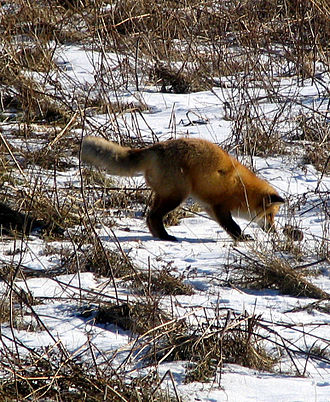   Vulpes vulpes