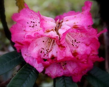 Rhododendron (গুরাস), Sandakphu, West Bengal, India