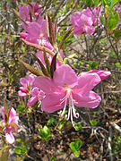 Rhododendron albrechtii