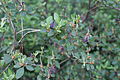 Rhododendron dauricum var. sempervirens