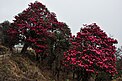 Tree of Uttaranchal Praant (Hindustan)