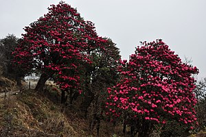 Rhododendron in full bloom! (8620051426).jpg