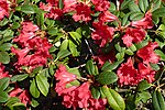 Rododendron rebenes 