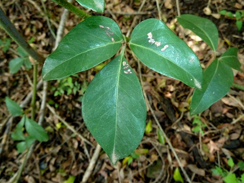 File:Rhoicissus revoilii, blaar, b, Skeerpoort.jpg