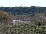 Català: Riera de Sant Climent (Baix Llobregat) (Viladecans). Desembocadures actuals de rius i rieres. This is a a photo of a wetland in Catalonia, Spain, with id: IZHC-08001103 Object location 41° 16′ 50.88″ N, 2° 03′ 27.36″ E  View all coordinates using: OpenStreetMap Camera location 41° 16′ 46.02″ N, 2° 03′ 40.46″ E    View all coordinates using: OpenStreetMap