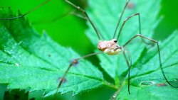 File:Rilaena triangularis.ogv