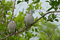 Ring-necked Doves (Streptopelia capicola) (16275877169).jpg