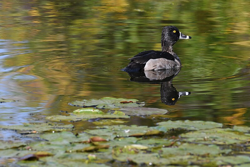 File:Ring-necked duck patterson park 10.21.20 DSC 9781.jpg