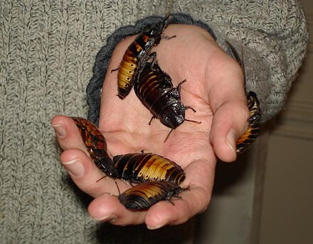 Madagascar hissing cockroaches kept as pets
