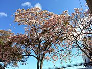 Tabebuia Rosea