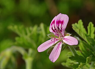 <i>Pelargonium graveolens</i> species of plant