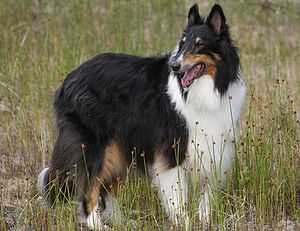 Rough Collie