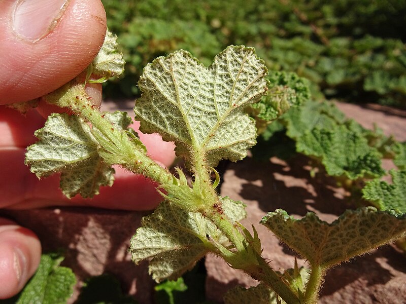 File:Rubus pentalobus - 2015.09.02 - andrey zharkikh.jpg