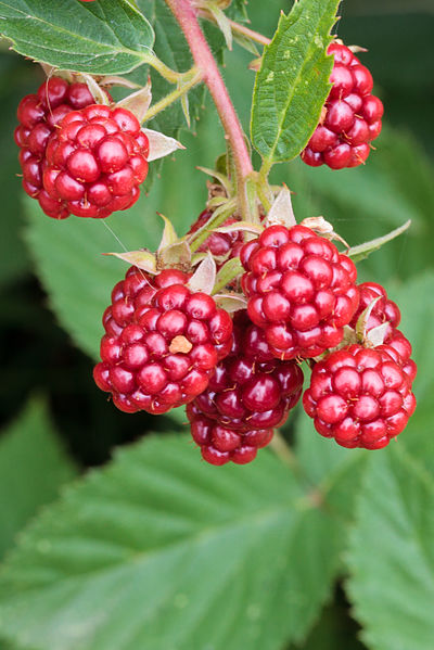 File:Rubus plicatus - fruit - MHNT Borderouge.jpg