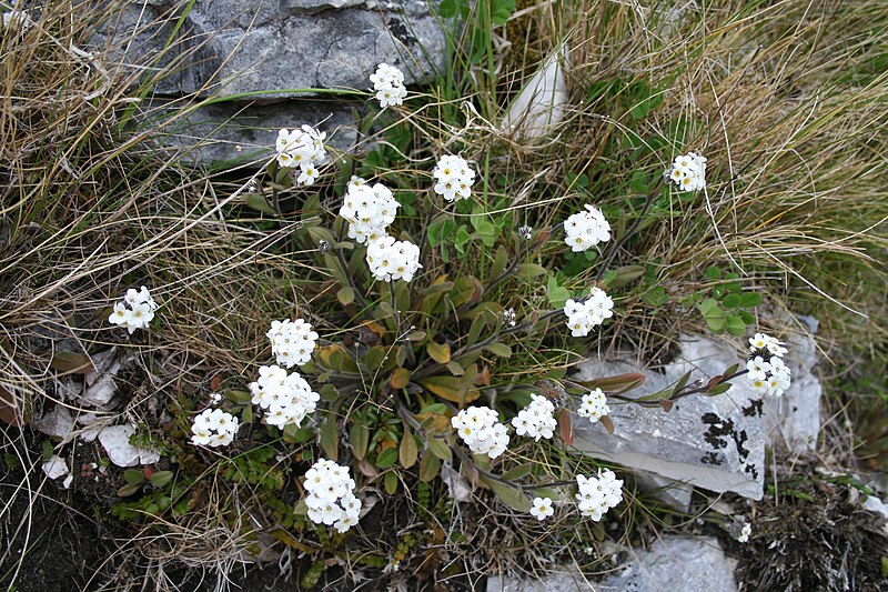 File:SP090551 Myosotis saxatilis Petrie WELT Te Papa 1254223 264352.jpg