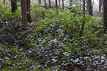 The local salal plant covering the ground under the Douglas Fir trees in Lighthouse Park Salal Plant.jpg