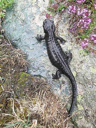 <span class="mw-page-title-main">Lanza's alpine salamander</span> Species of amphibian