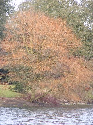 <i>Salix</i> Sepulcralis Group