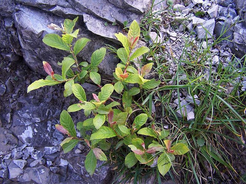 File:Salix silesiaca a3.jpg