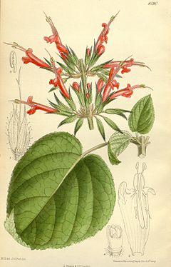 Salvia longistyla httpsuploadwikimediaorgwikipediacommonsthu