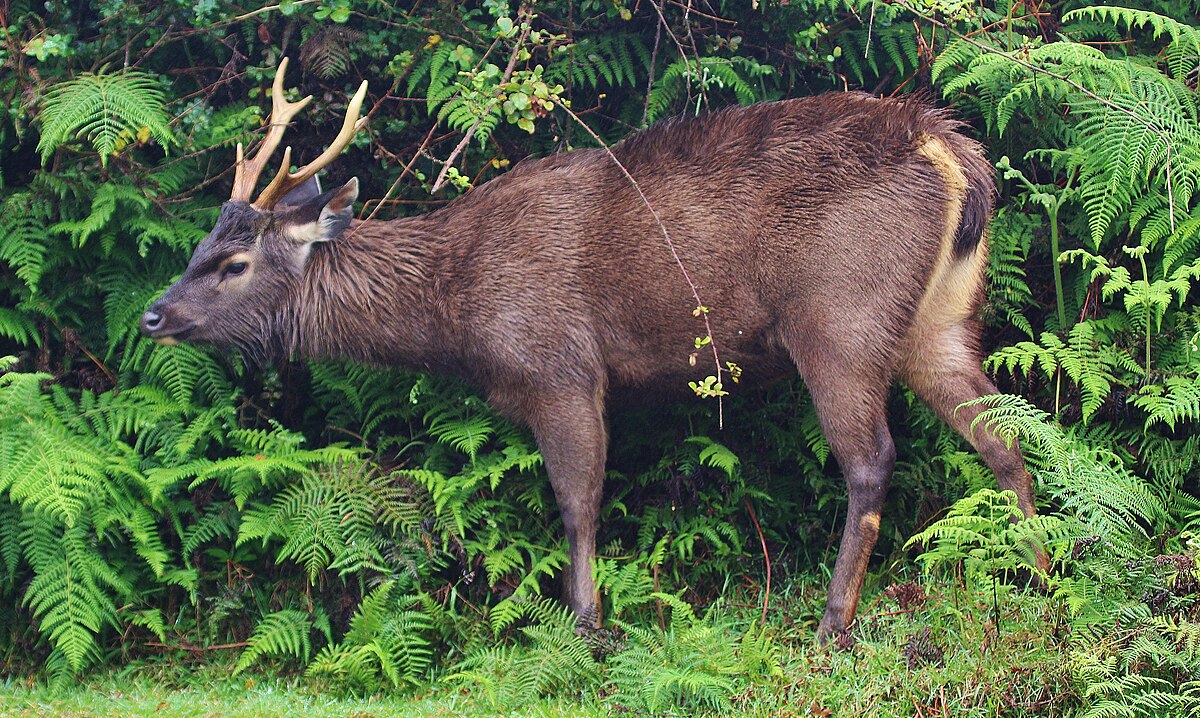 Sambar Wiktionary