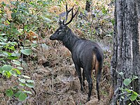 List of Indian state animals - Wikipedia