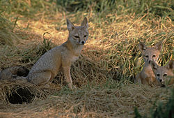 San-joaquin-kit-fox.jpg