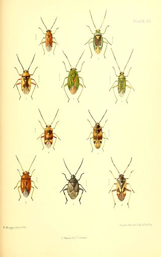 <i>Camptozygum aequale</i> Species of true bug