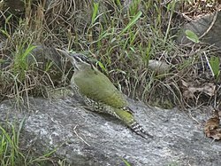 Scaly-bellied Woodpecker - Picus squamatus - DSC09668.jpg