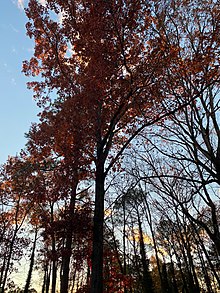 Scarlet oak in northwestern metro Atlanta ScarletOak.jpg