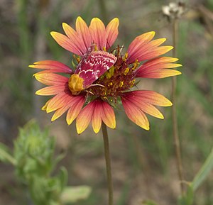 Schinia volupia on a Gaillardia pulchella flower