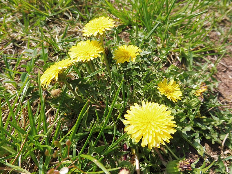 File:Schlesischer Löwenzahn (Taraxacum parnassicum) Cleebronn Michaelsberg 18. April 2018.jpg