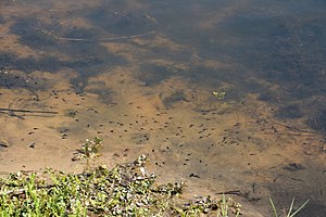 Schleswig-Holstein, Mildstedt, Naturerlebnisraum NIK 6588.jpg