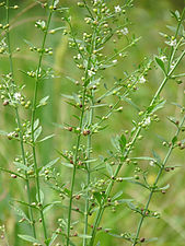 Goatweed, Scoparia-weed, Sweet-broom (Scoparia dulcis)