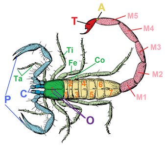 サソリの体 緑：前体、黄とピンク（1-7、M1-M5）：後体、T：尾節