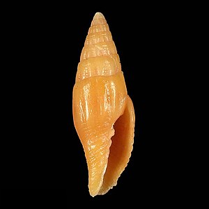 Seashell Vexillum luigiraybaudii.jpg