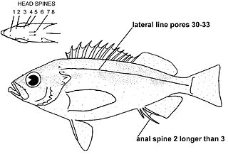 <i>Sebastes rufinanus</i> Species of fish